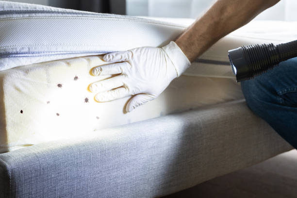 Best Rat Extermination Near Me  in Purcellville, VA