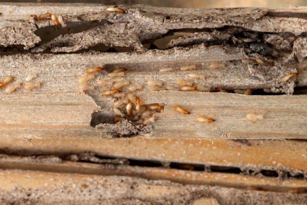 Bird Control in Purcellville, VA
